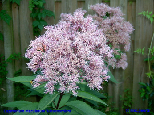 Eupatorium maculatum 'riesenschirm'